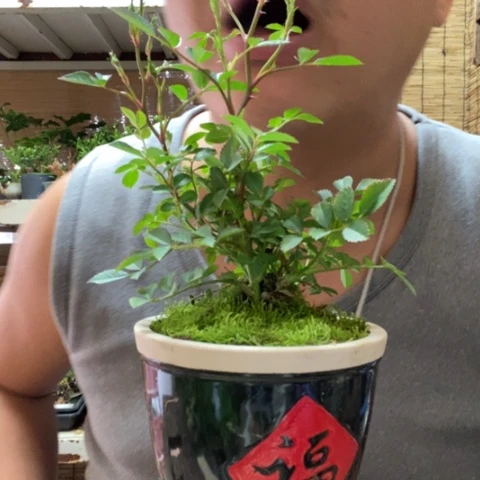 红陶一物一拍所见即所得121