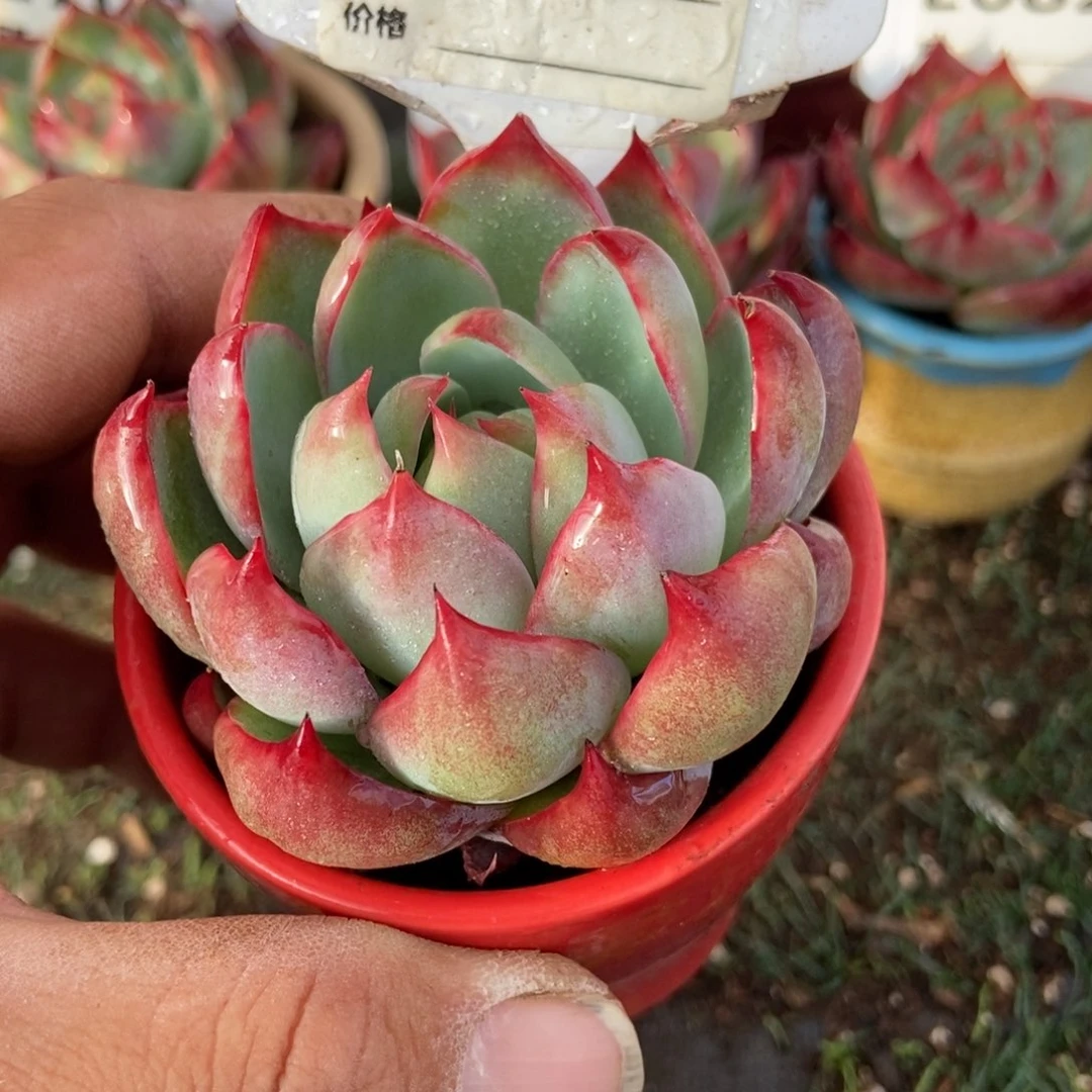 惊鸿一瞥，693号多肉