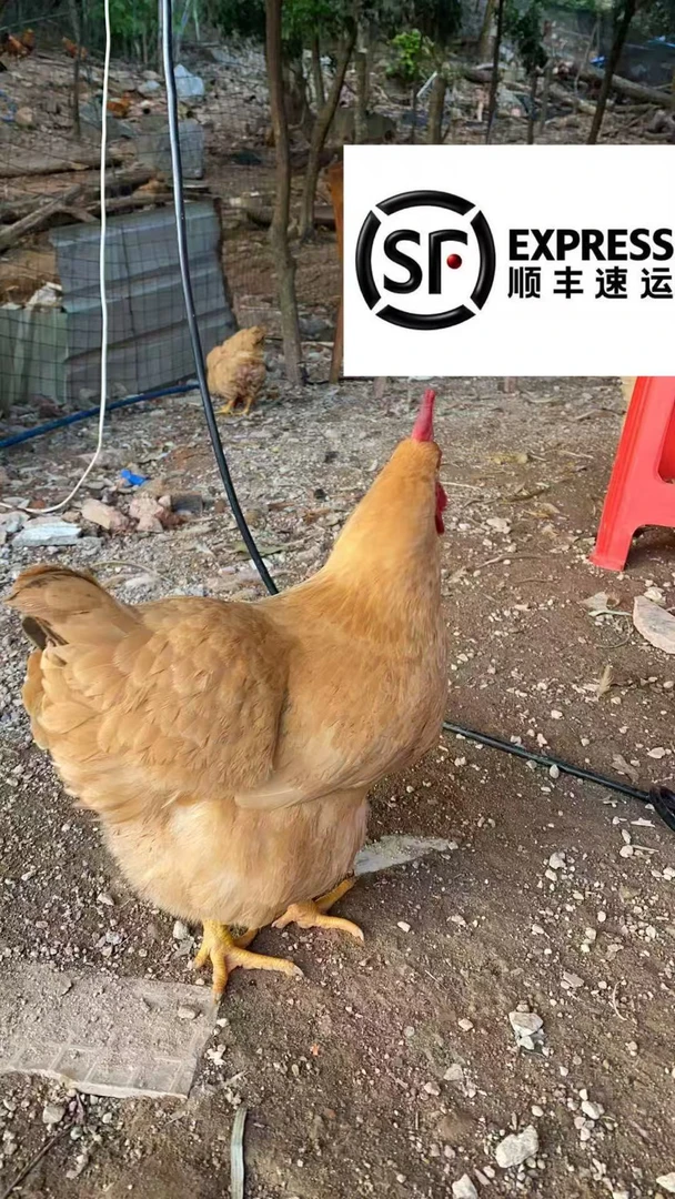 果园散养三黄鸡香嫩鲜深山放养 顺丰送广州同城