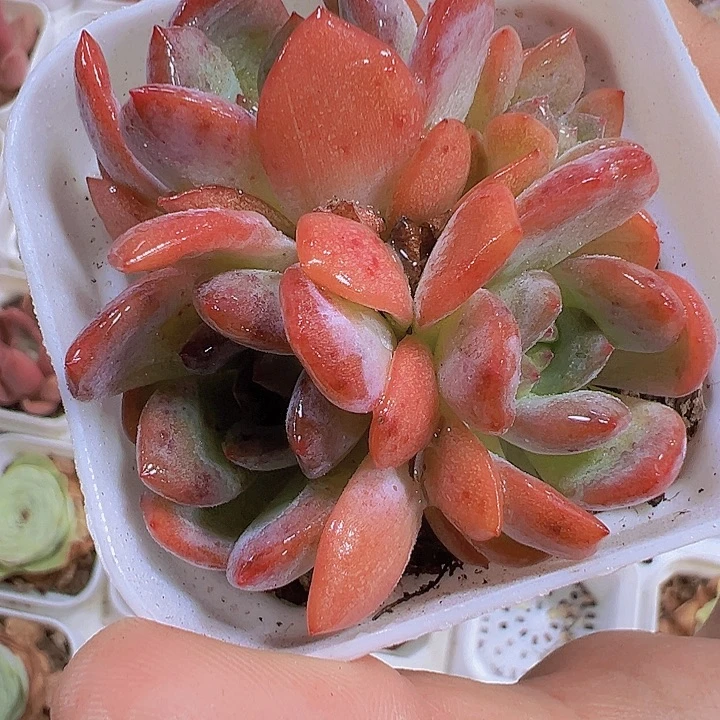 全明星群发样品19包邮