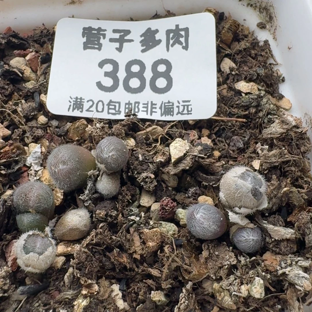 S毛球带盆土