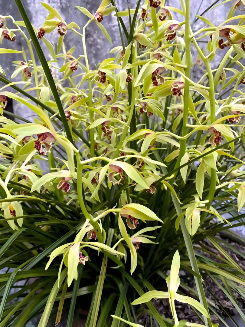 蕙兰之乡精品蕙兰，花香浓郁可赏叶观花
