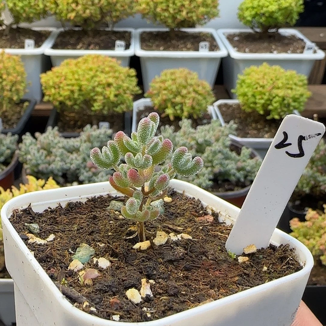 实生冰晶枝干番杏