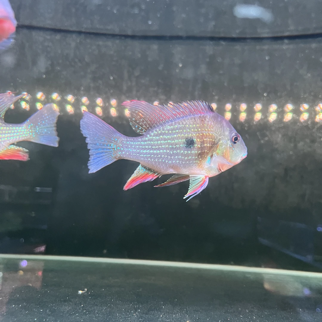 天一甄选｜（赤荔凤冠）关刀鱼食土鲷小型热带淡水鱼~