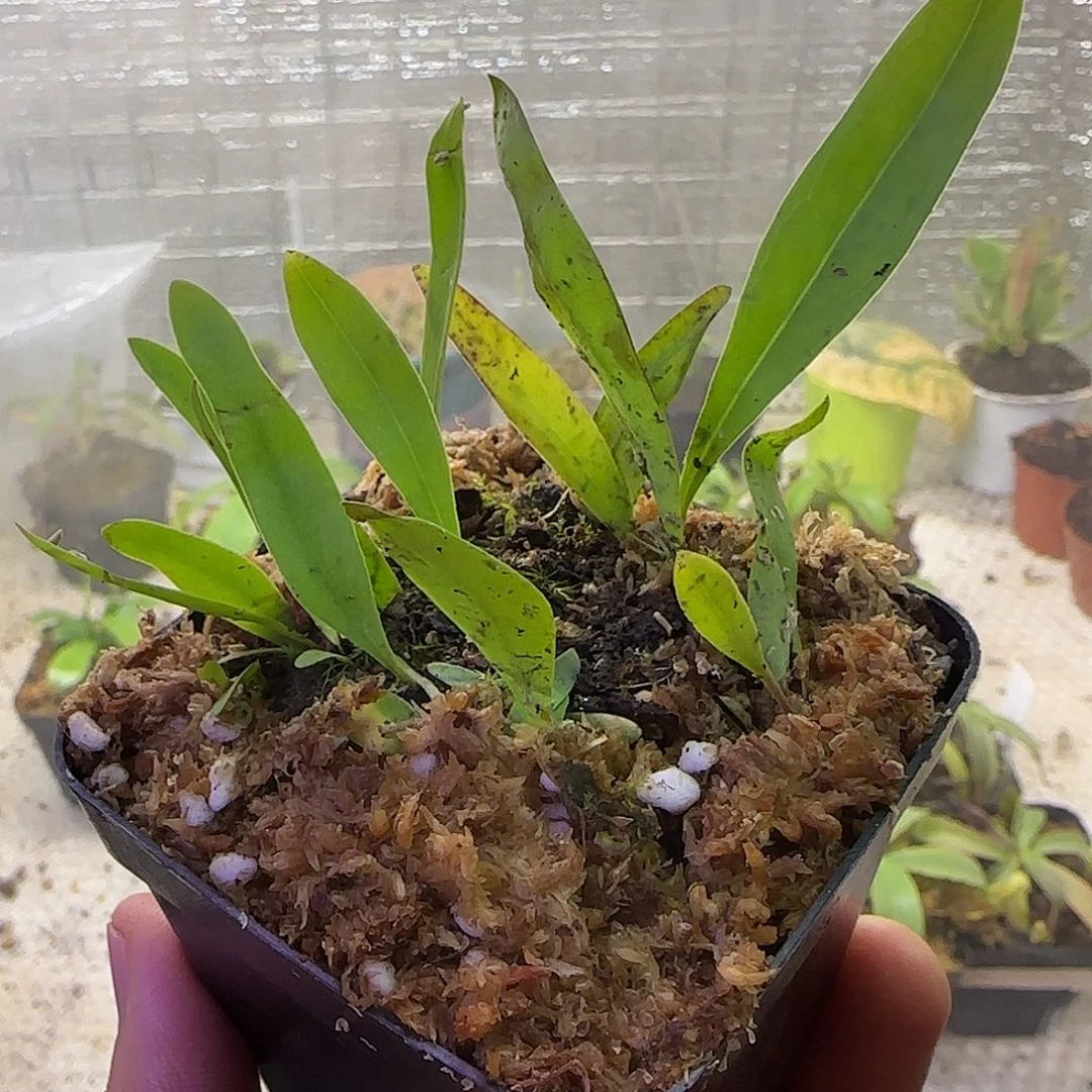 无花朵专拍恩德勒狸藻