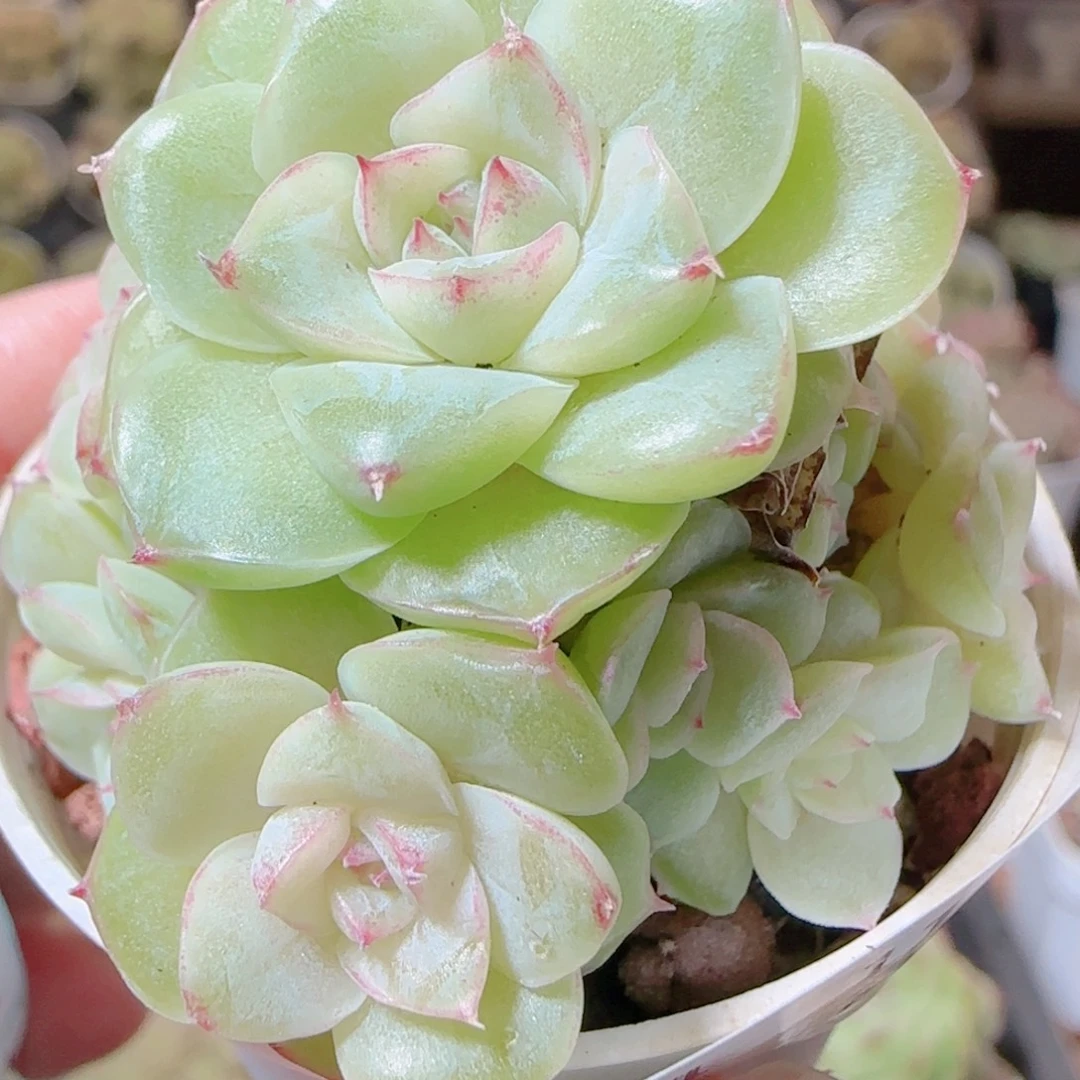 花语逸镜1116-84散