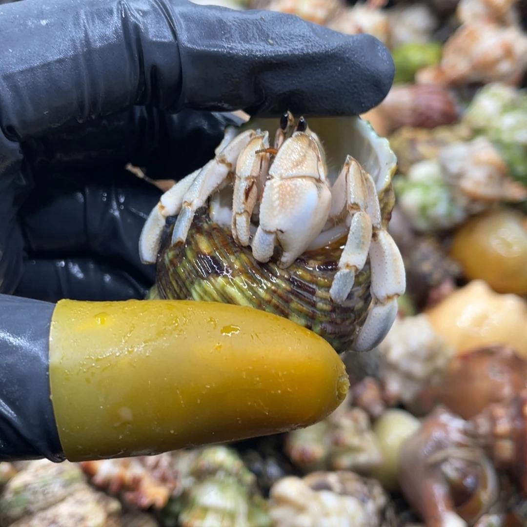 不退不换活体宠物138