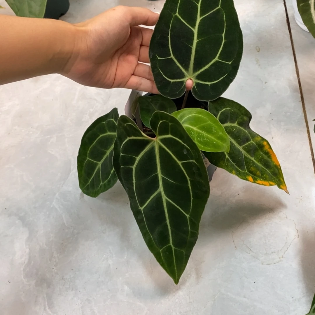 不开花植物贝斯籽播