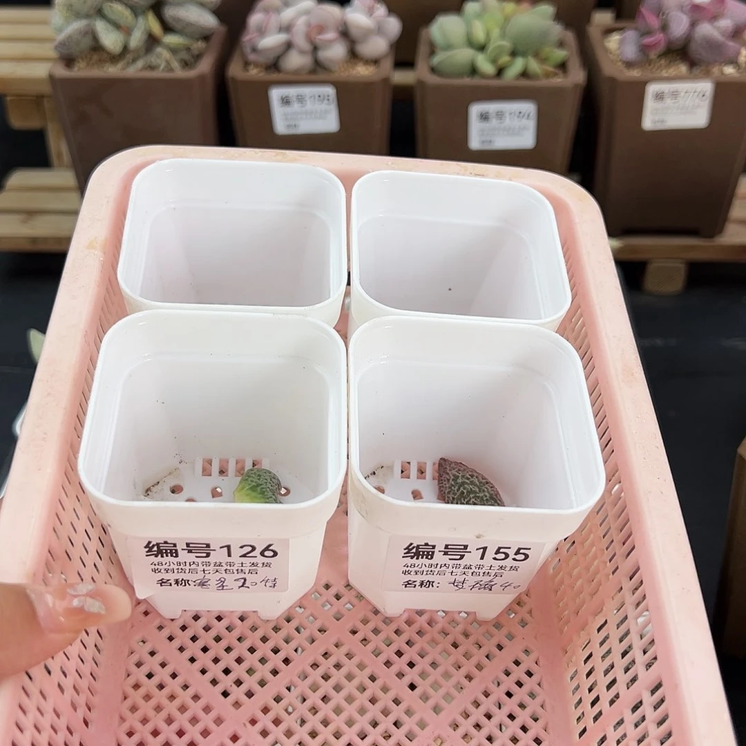 香*126叶子5片多肉植物