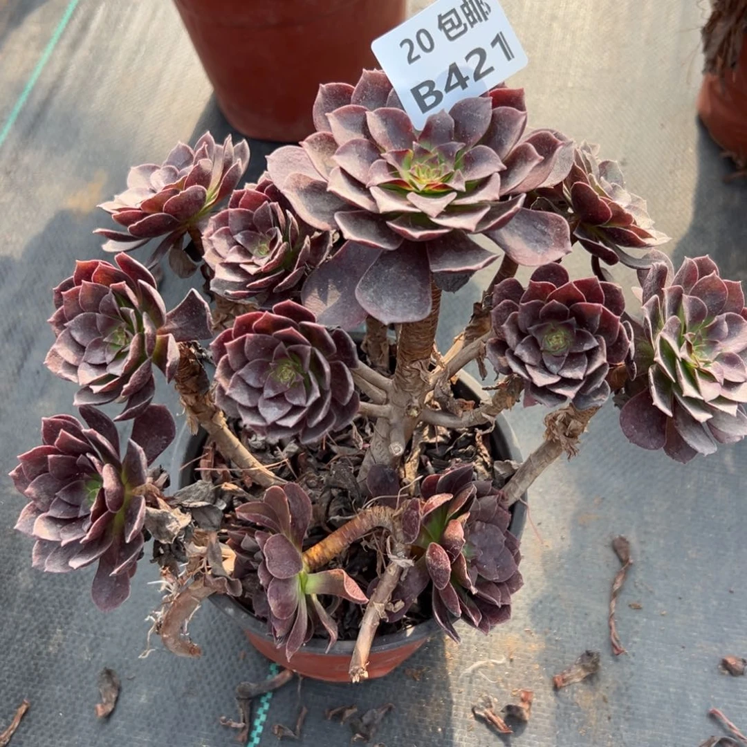 421赤炎连，多肉法师