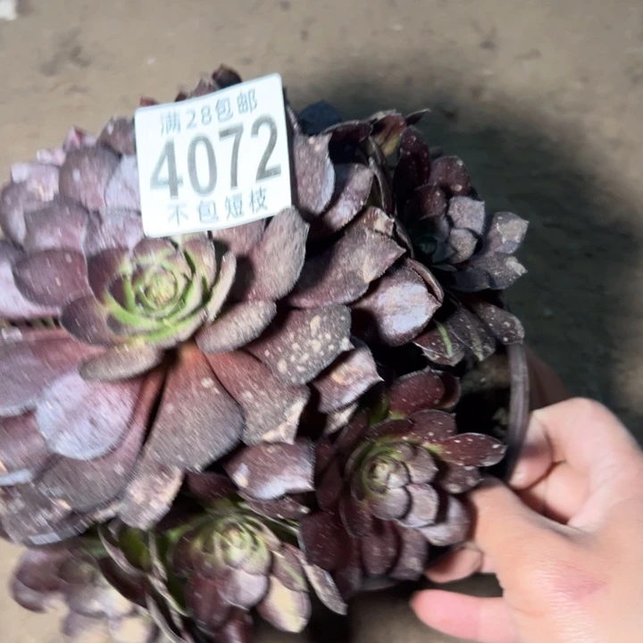 花花公子多肉植物法师4072