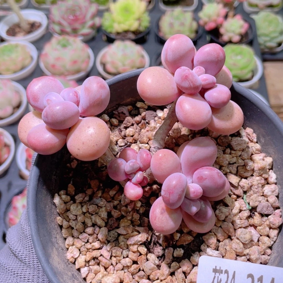*****花利美24-214桃蛋