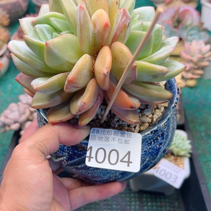 大4004，zvxvcvvhbhb