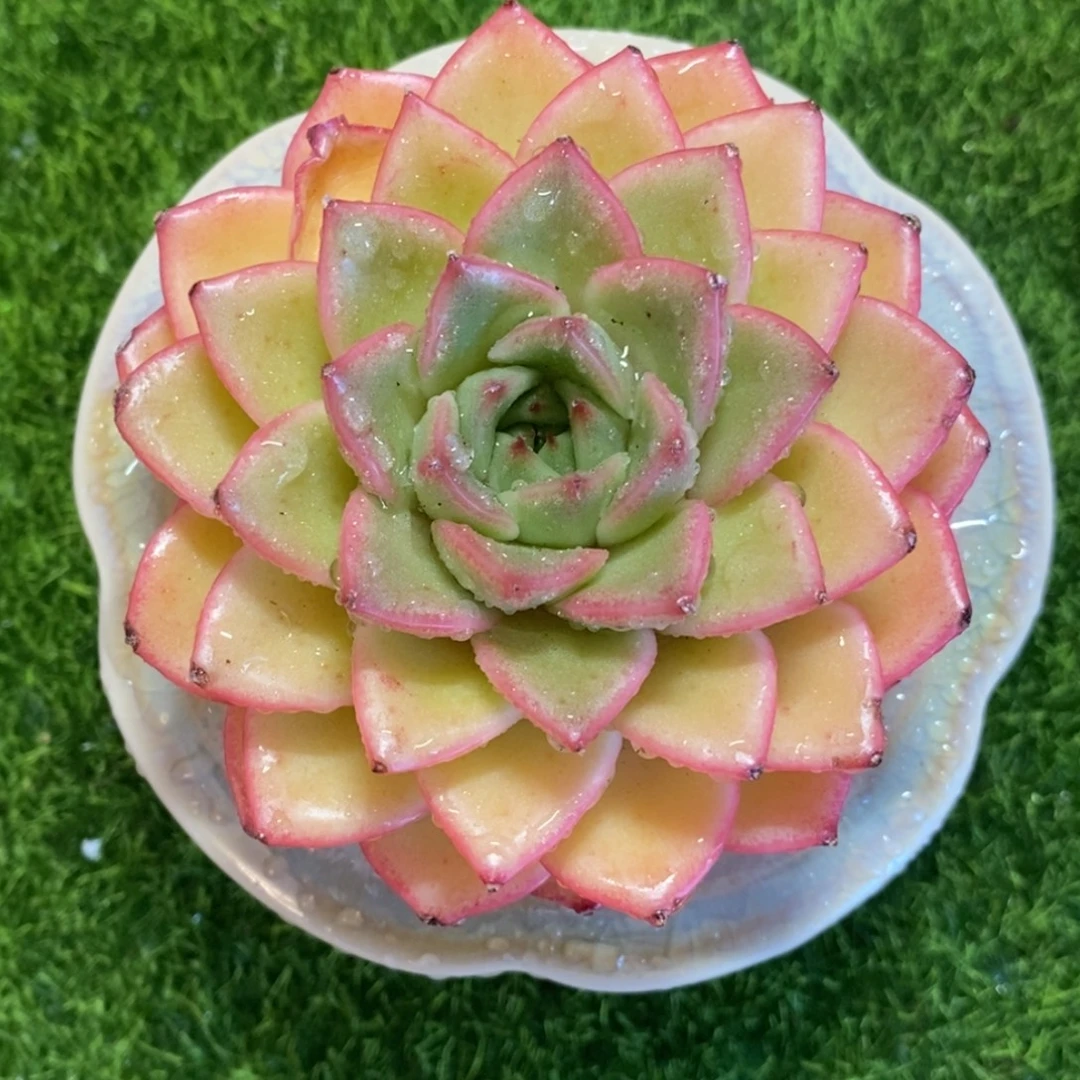 带陶瓷盆发货，一物一拍