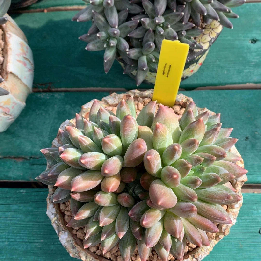 重楼 多头 一颗