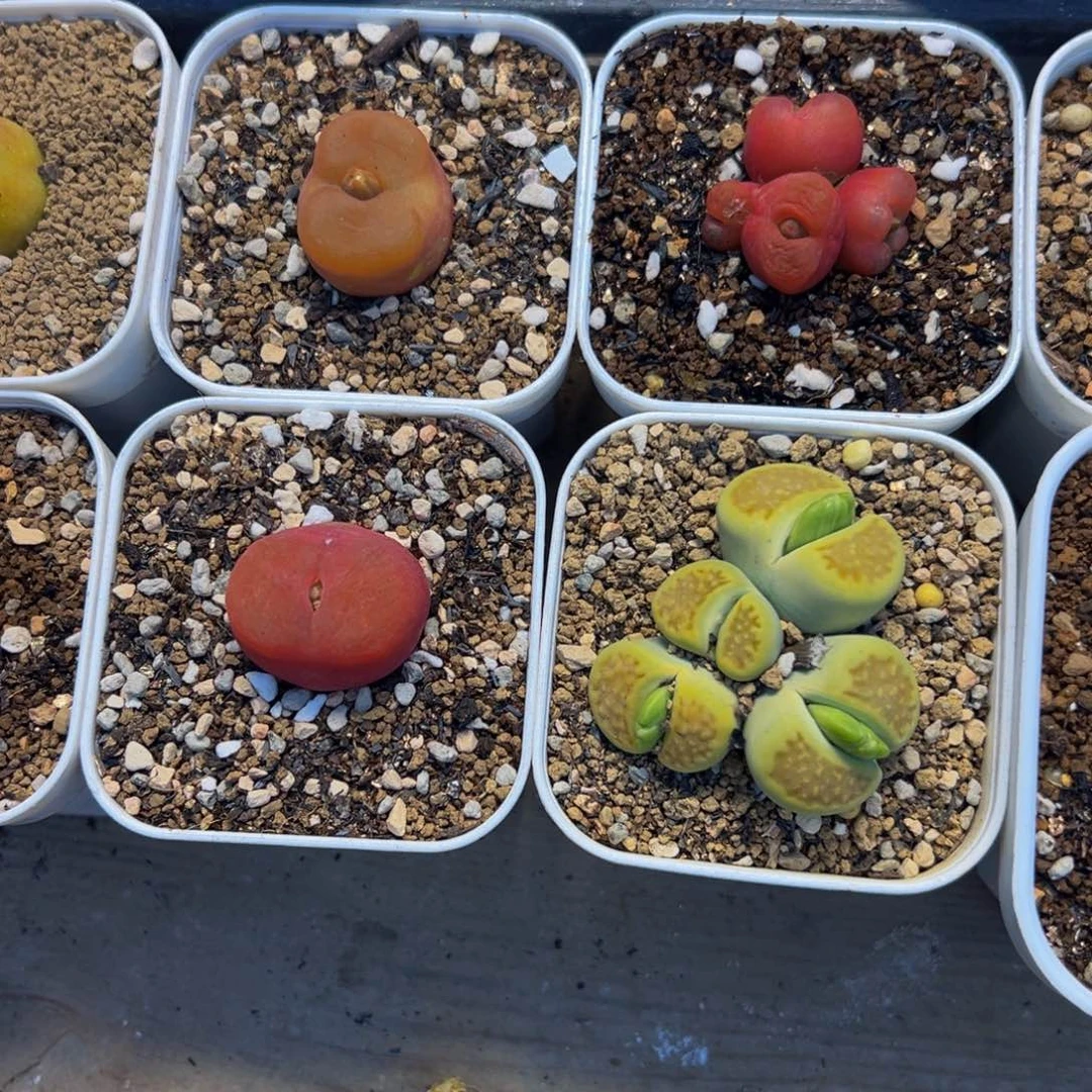 369多肉植物百科植物