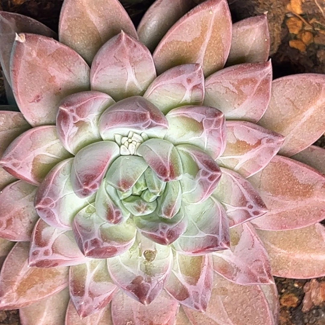 9019号晚上多肉植物群生吃
