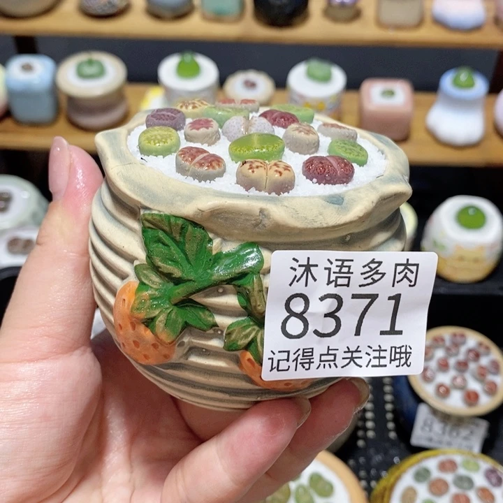 带盆土植物 精美盆栽8371