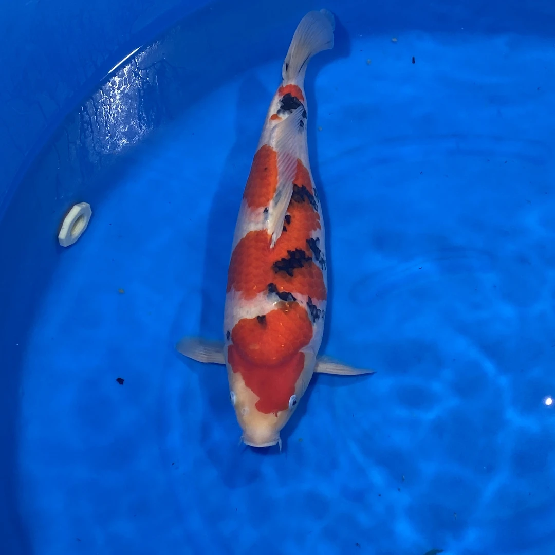 阪井出品甜蜜露比大正锦鲤母（Vincent）【实以直播间为准】