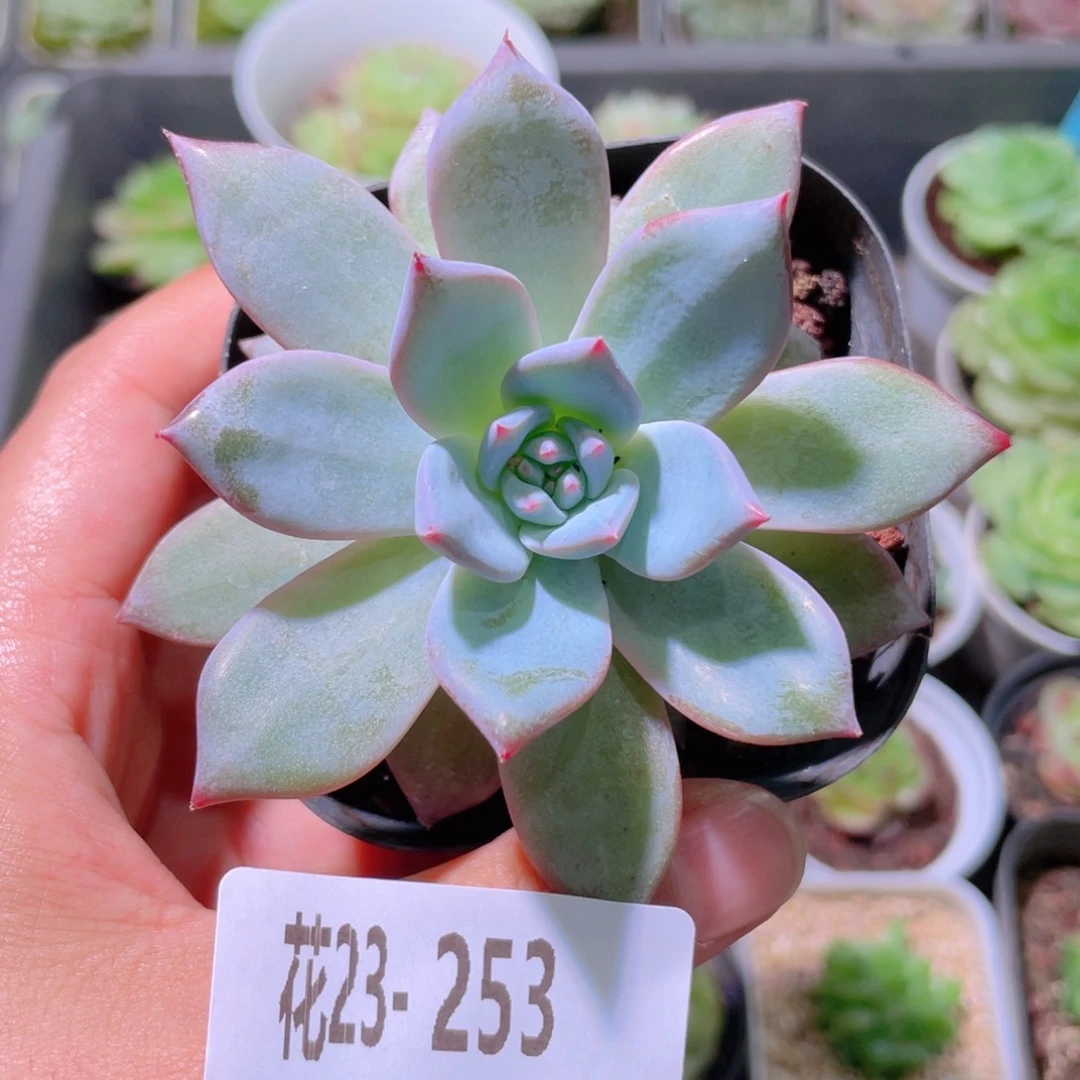 花利美23-253粉蓝鸟