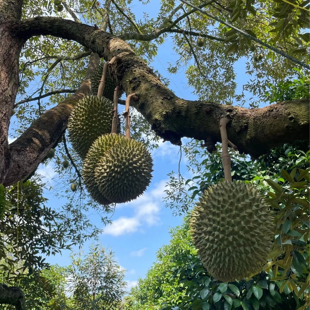泰国树熟金枕新鲜榴莲核小【一果一重】金枕泰国南部