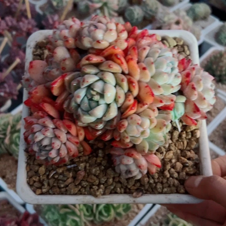 精品多肉植物老桩