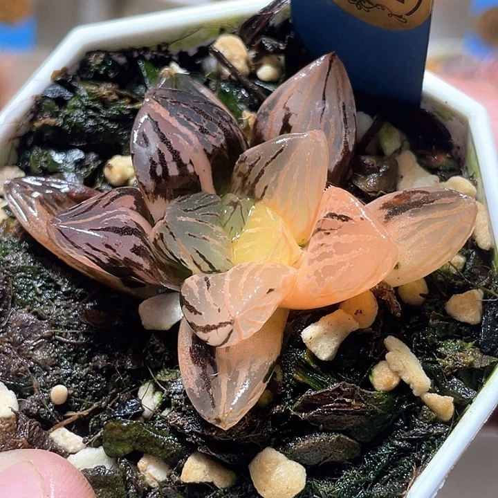 694赤焰玉露锦特选福利