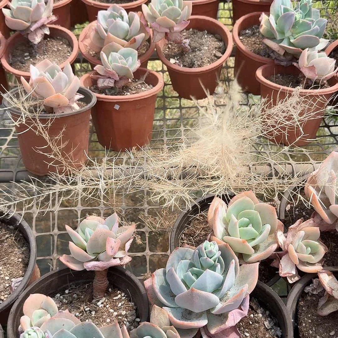 清*多肉植物满20包邮