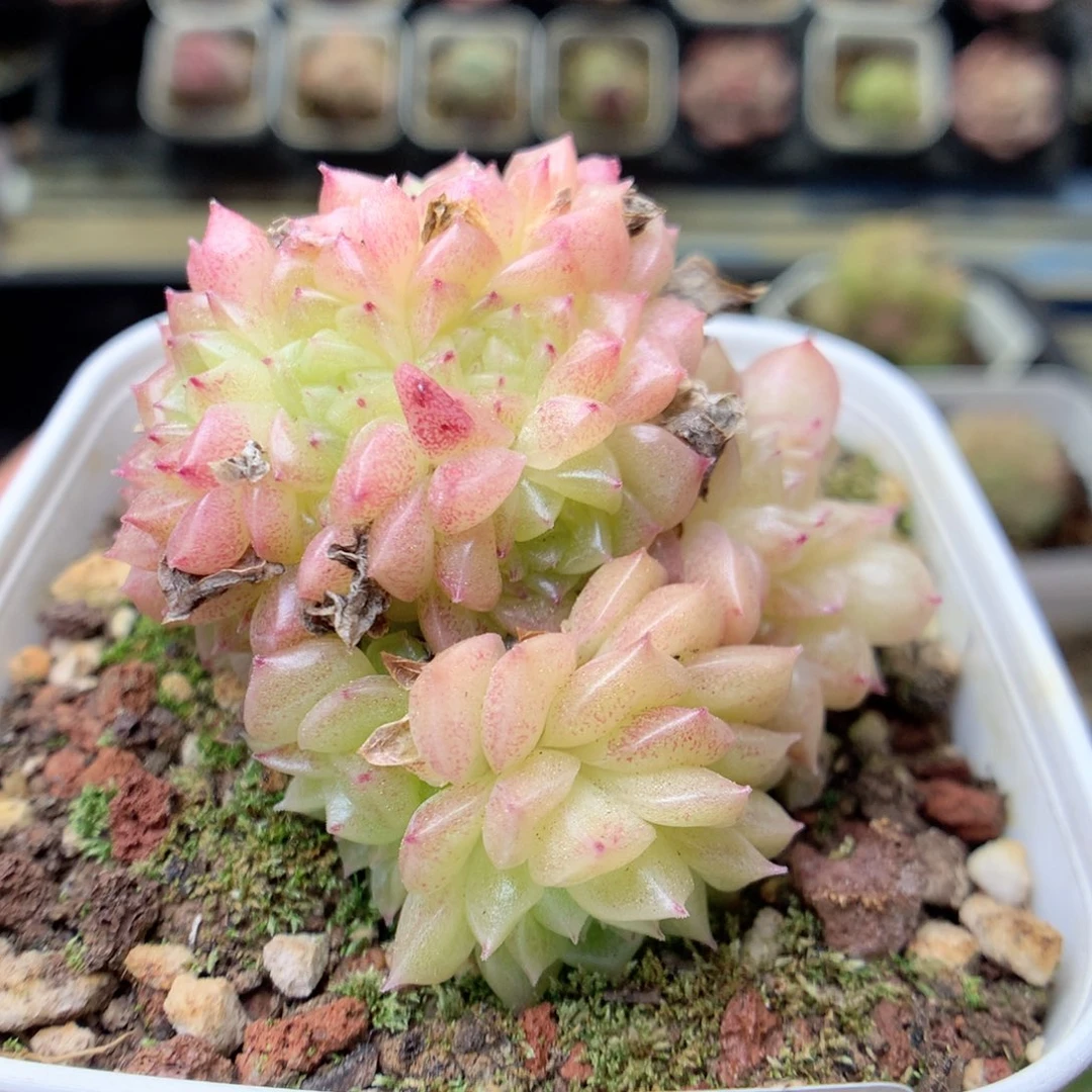 G120 ，20包邮两天凑单偏远不发货