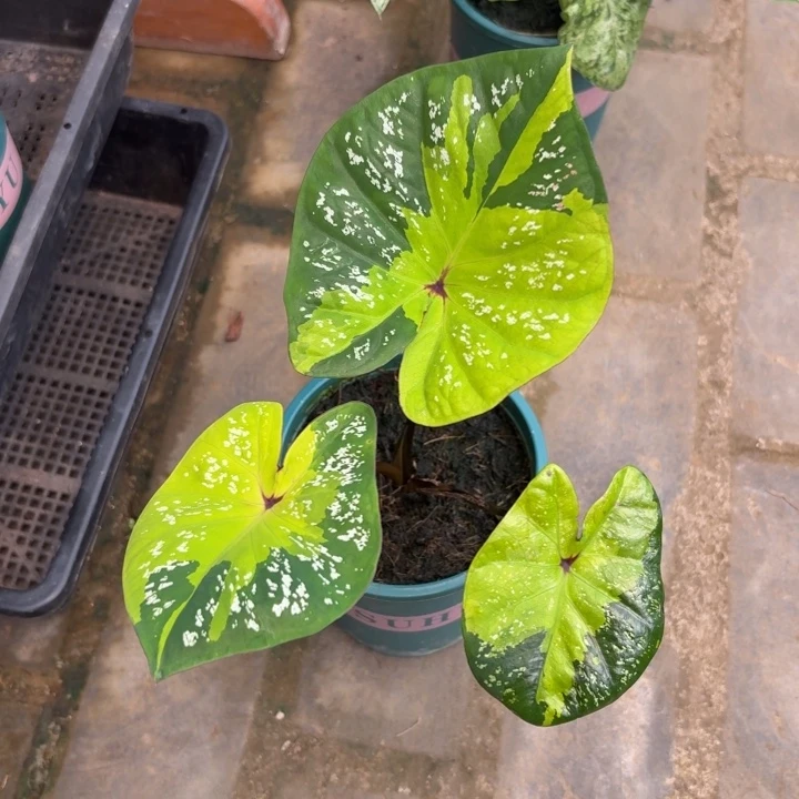 三***花黛比泰国彩叶芋62-0802