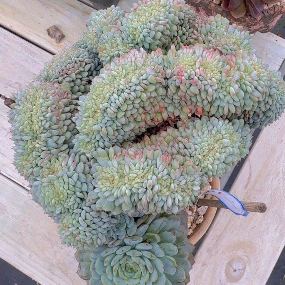 111白胖子缀凡艺多肉