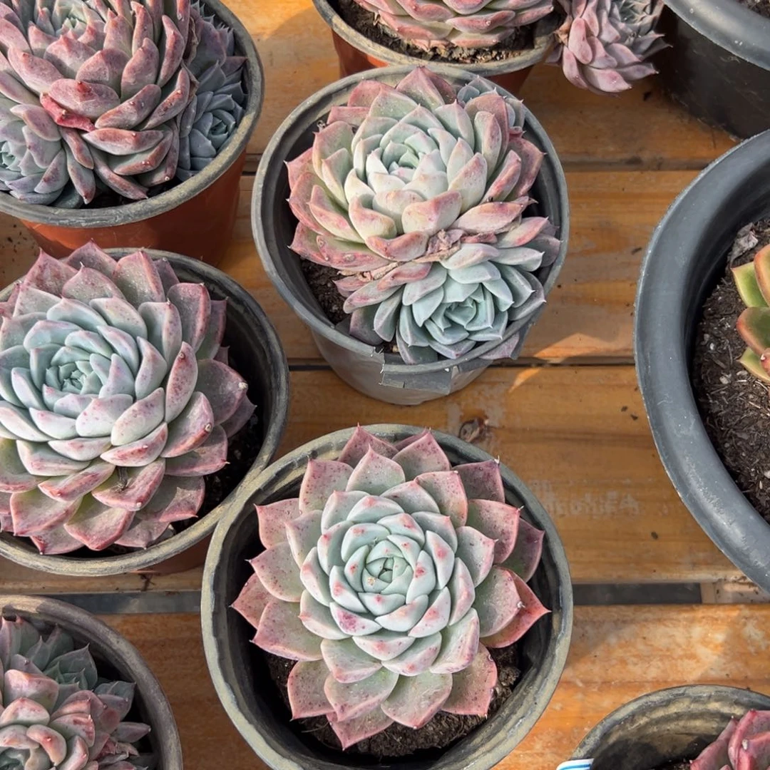 多肉植物多头天鹅绒