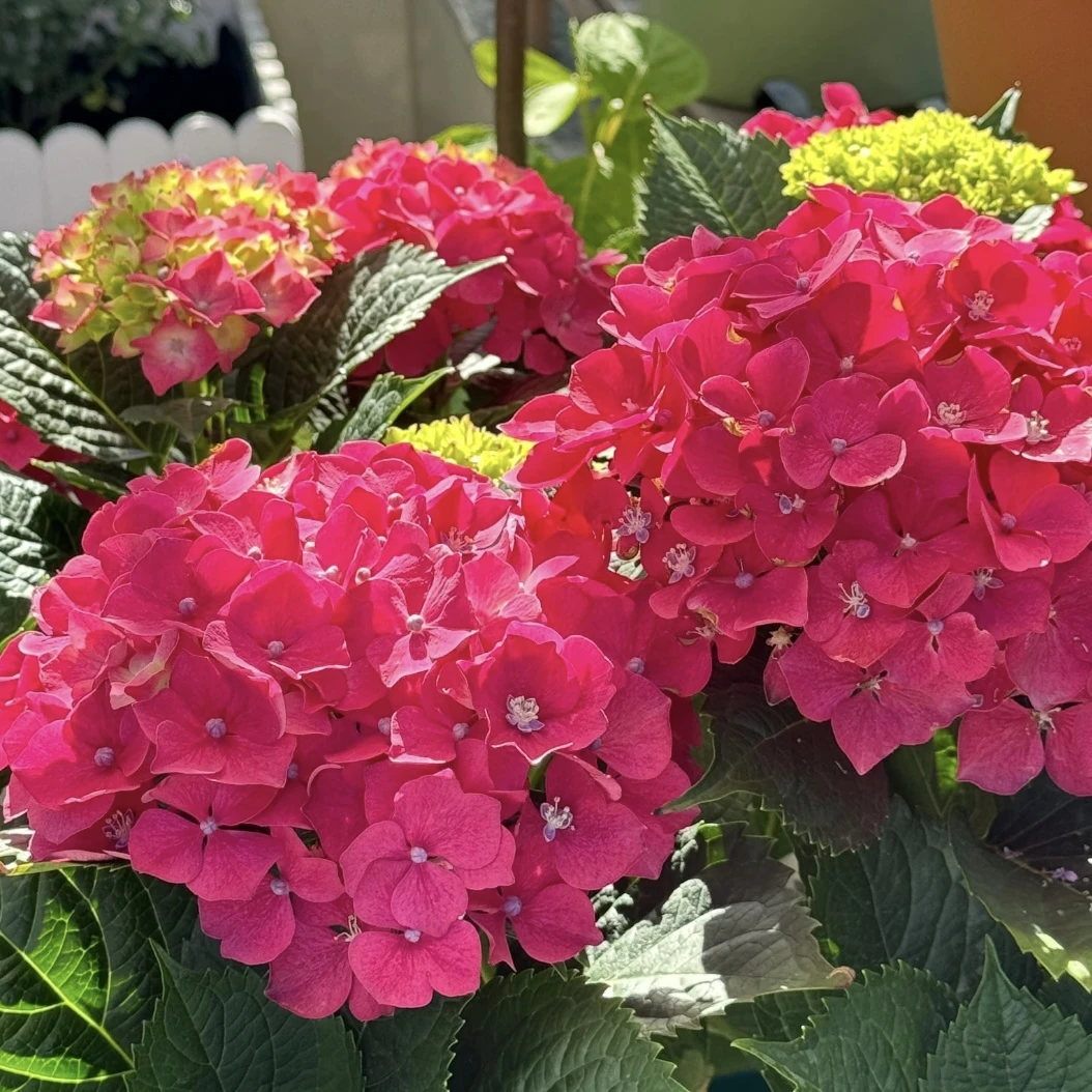 玫红妈妈绣球花1.5加仑盆栽花卉庭院阳台新手易养护喜水植物