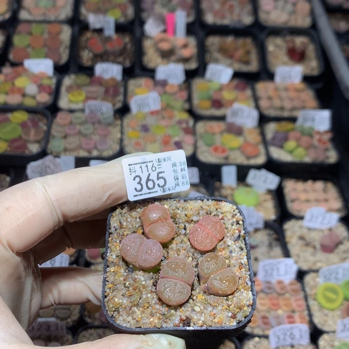 j**a精品生石花116.365