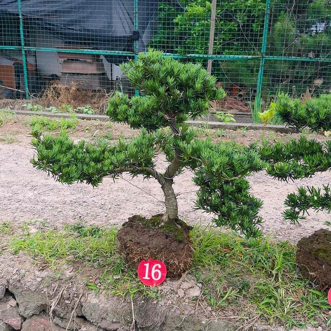 无花朵白*初罗汉松盆景艺术