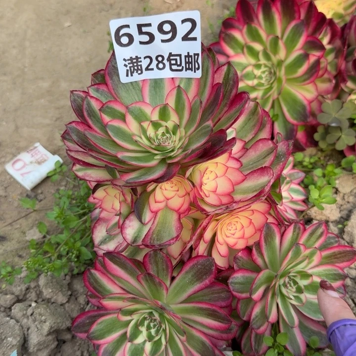 兰*?6592三号棚倾城多肉W