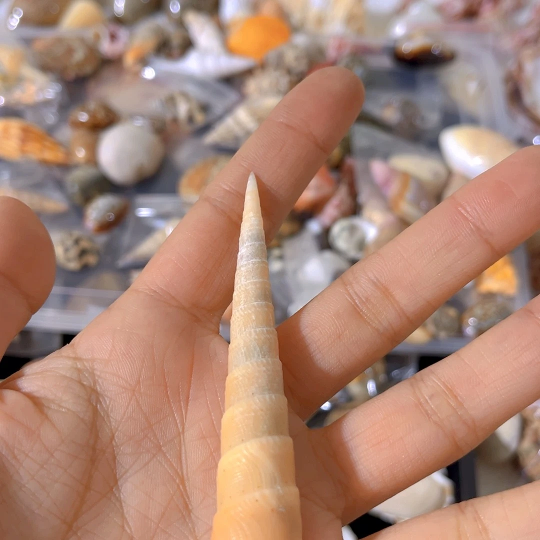 大理石磁石桃***乐天然贝壳海螺批发零售