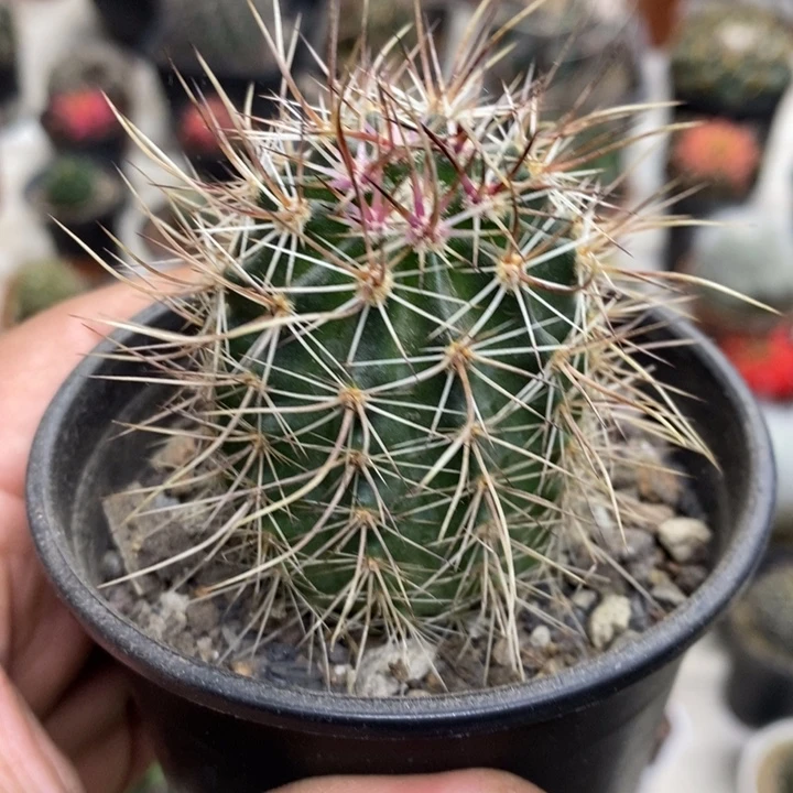 实生幻虾特价福利