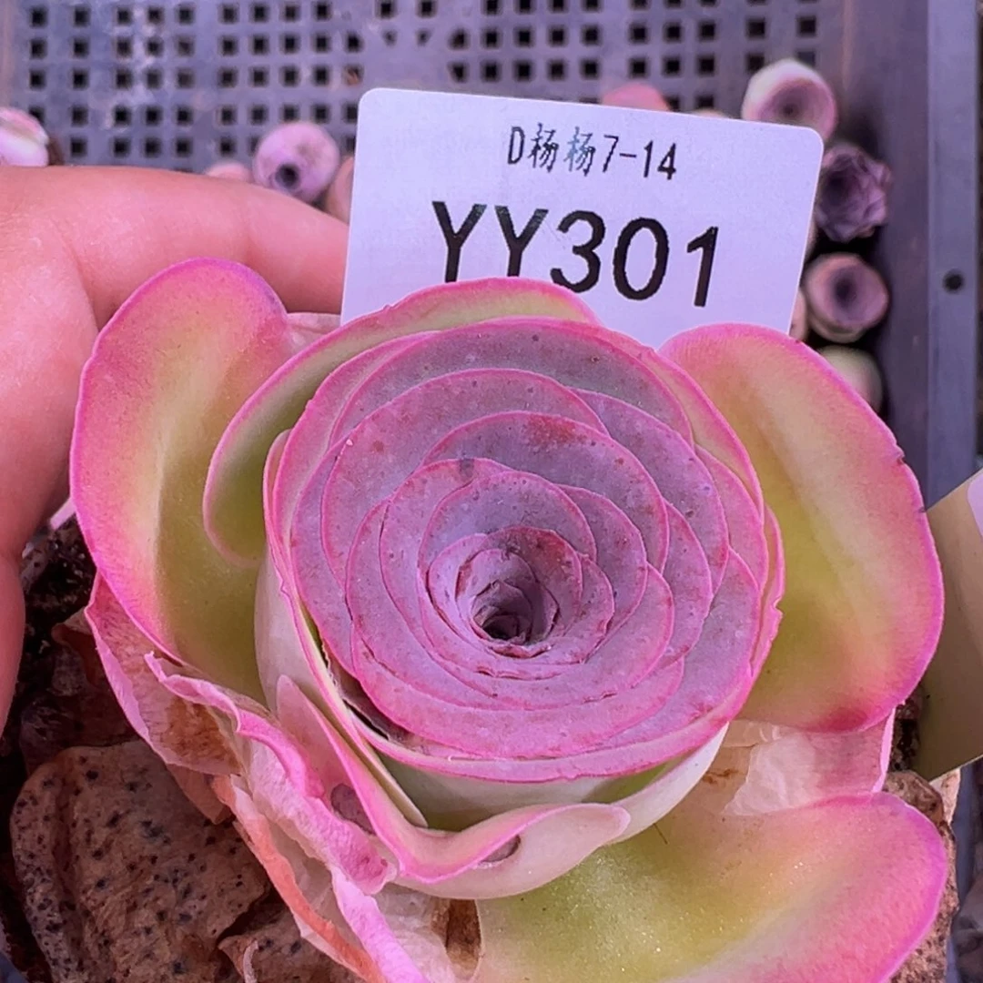 氣***兰杨301 山地玫瑰福袋