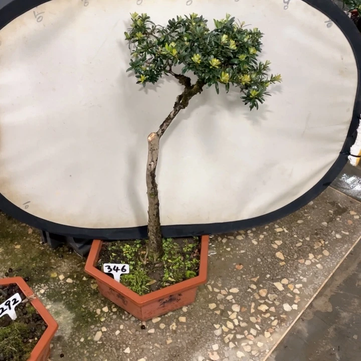 沉***、以实际为准罗汉松346不带盆