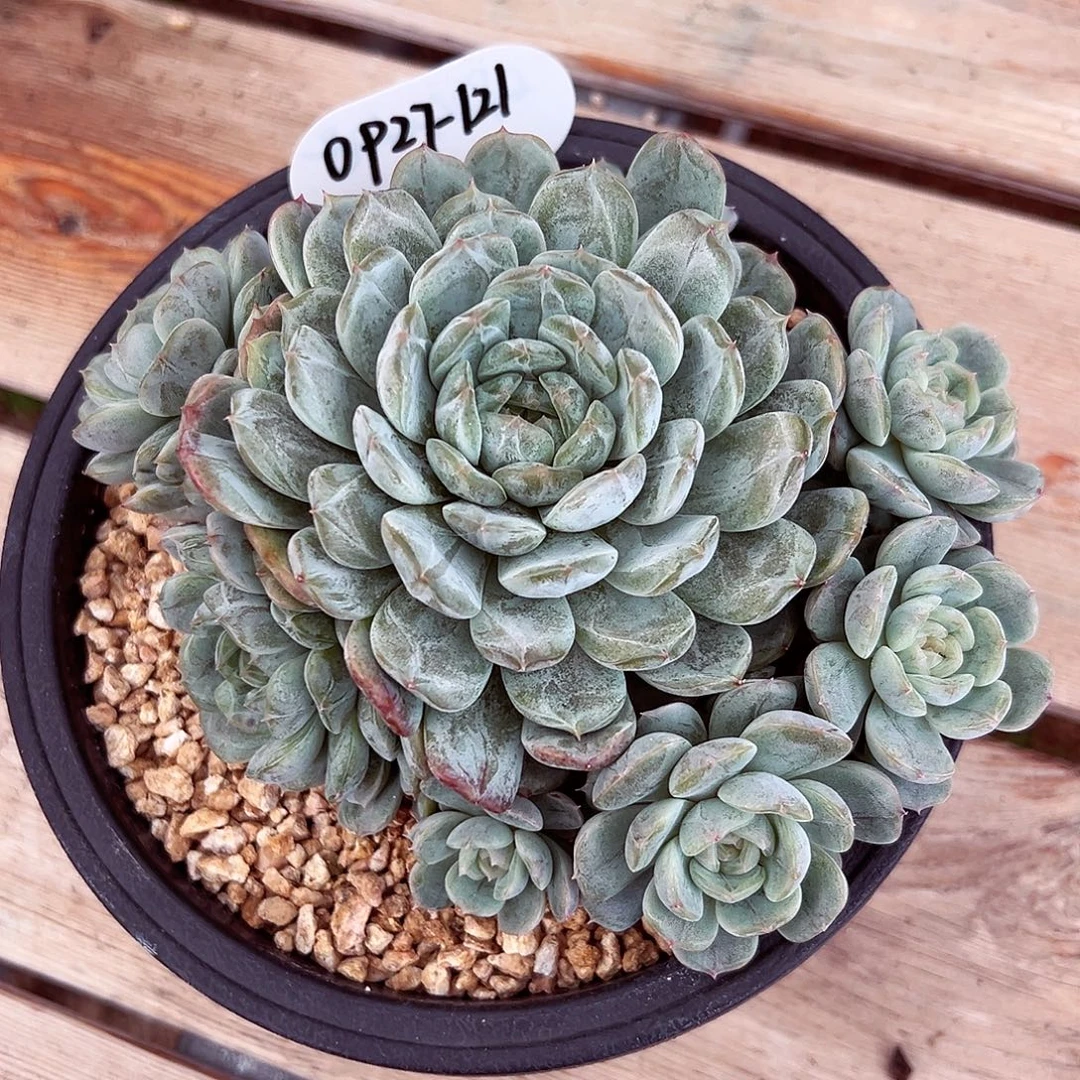 0927-121白恋群。。。。
