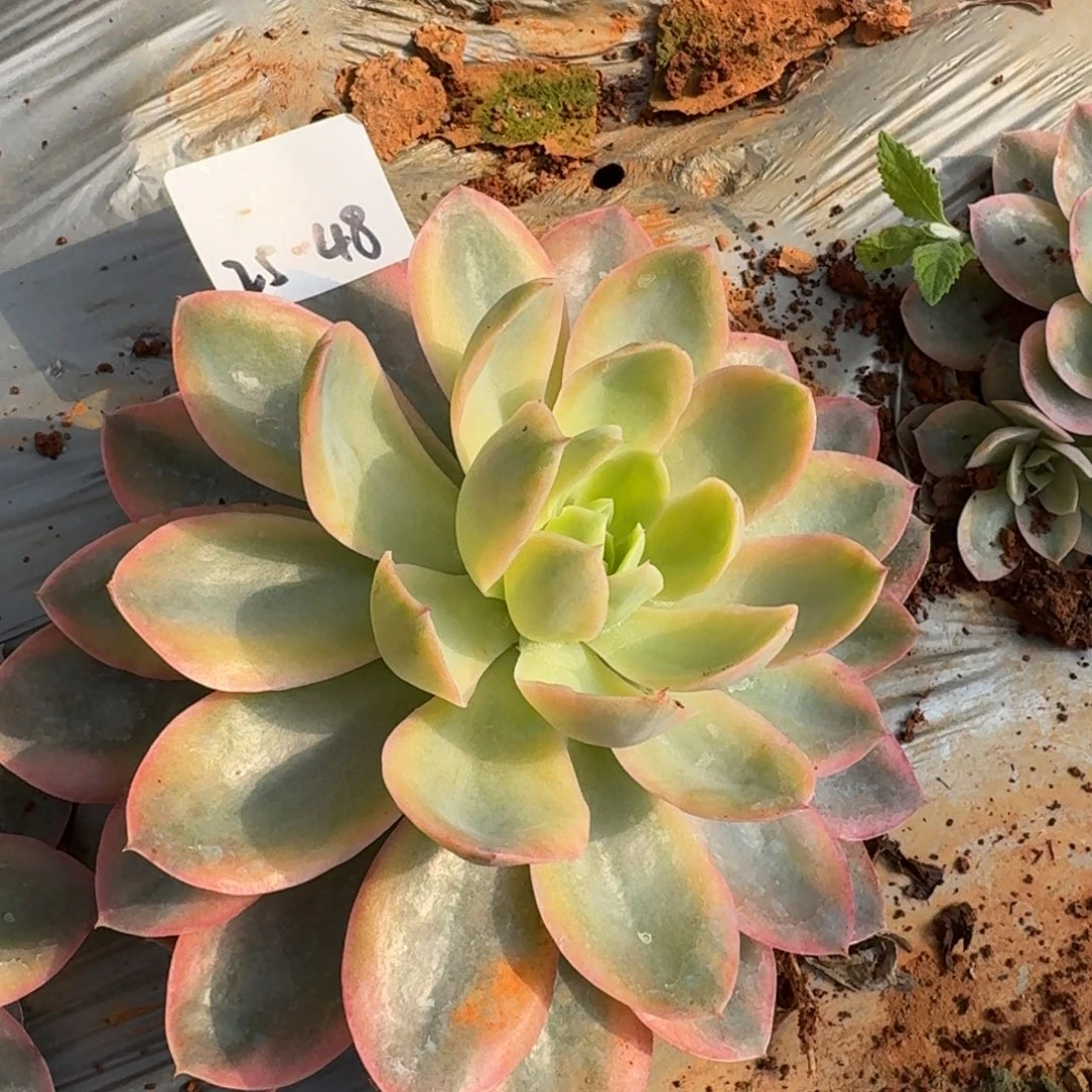 25-48丝绸棉纱福伦一颗量拍断叶不售后