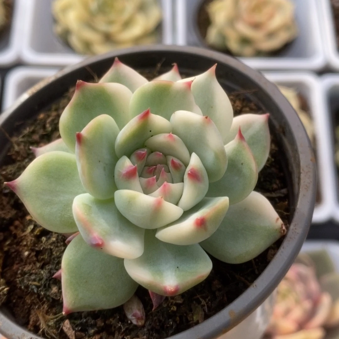 068锦锦锦锦锦锦锦锦锦