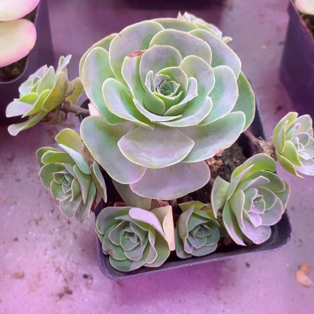 山地玫瑰一物一拍003轻尘