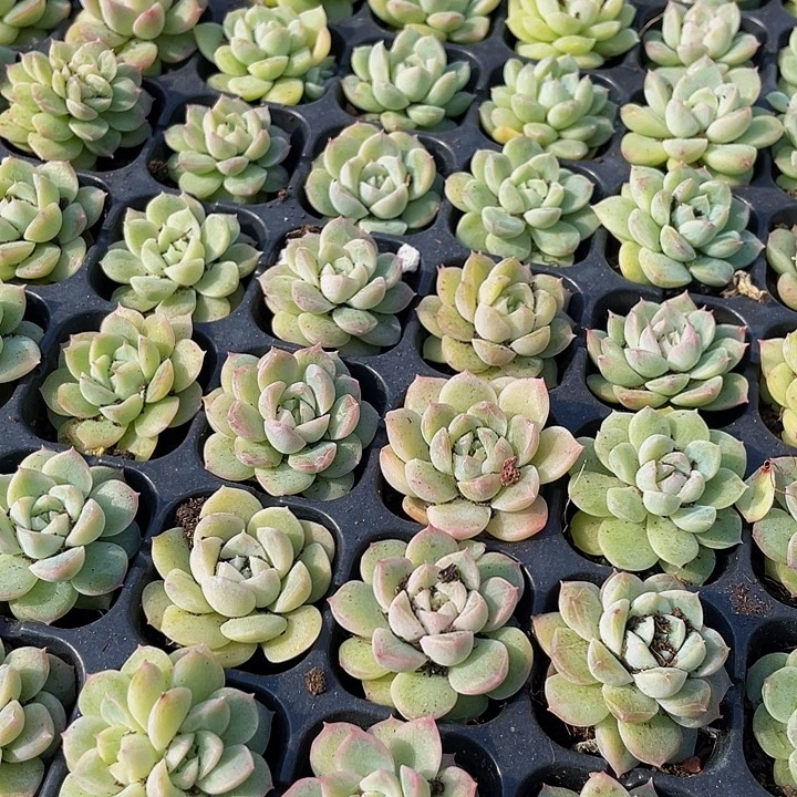 小白女王1元带土发货