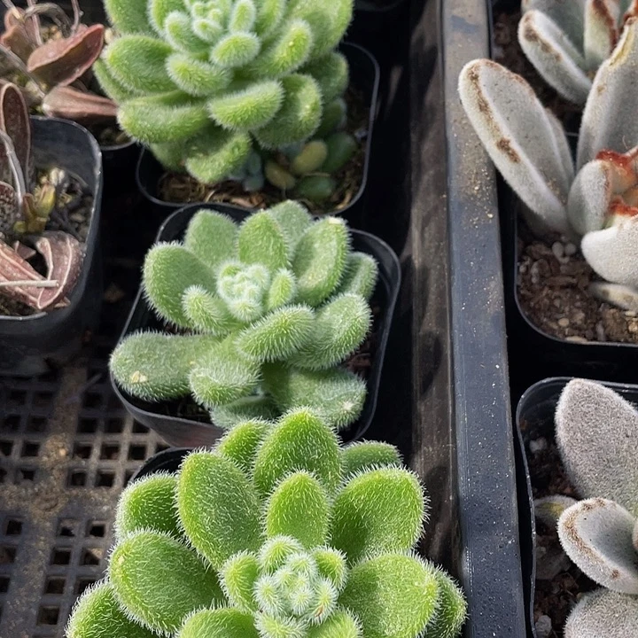 信冻泥带哦土发货