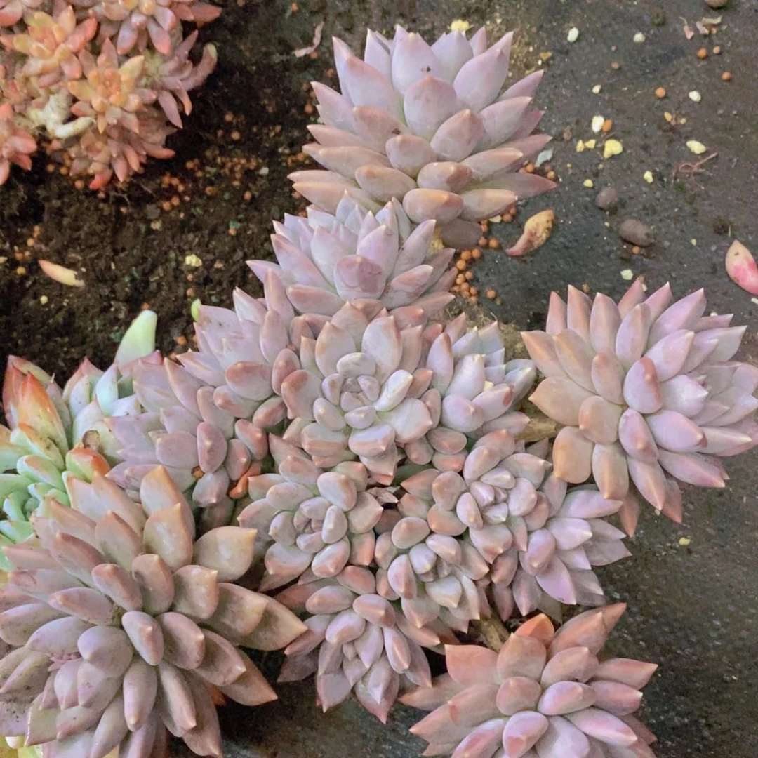 处理美人特价处理处理