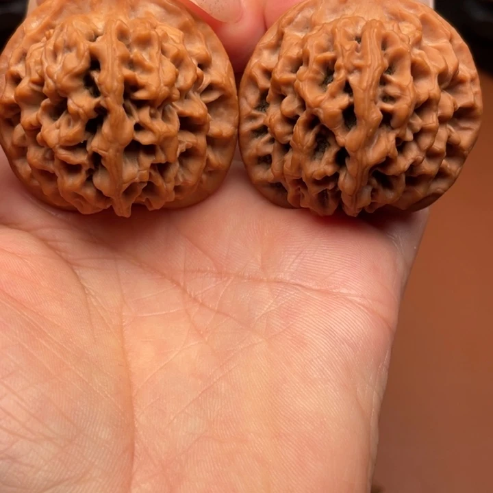 洋***哥香榧木秦核等人的故事也是一场悲剧的