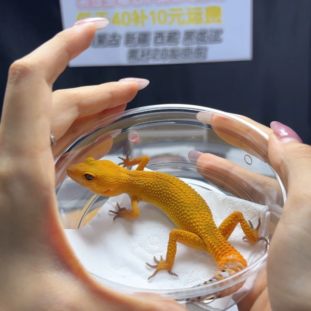 豹纹守宫蜜橘妹妹