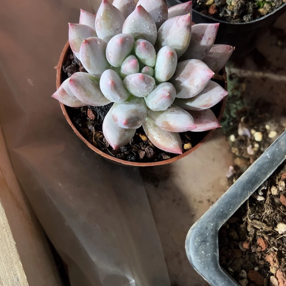 尤***月水晶萝莉多肉植物